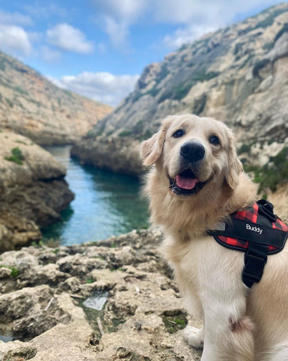 Personalized Dog Harness & Leash Bundle