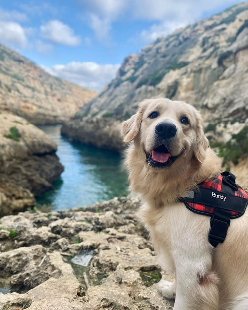 Personalized Dog Harness & Leash Bundle