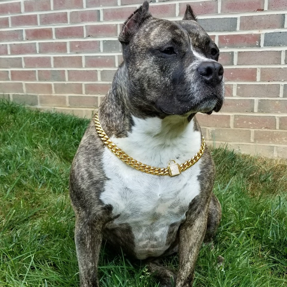 Gold Dog Chain Collar Miami Curb Link